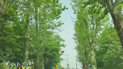 street(roadside) trees