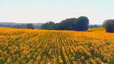 Even if the sun stays for a second. The sunflower will smile and bloom