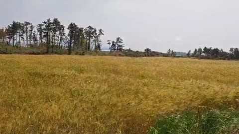 Jeju Island's beautiful golden barley fied promenade swaying in wind