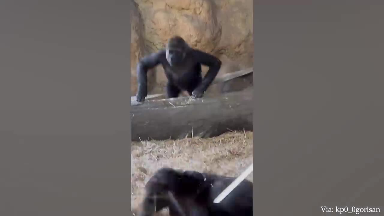 Funny monkeys will make you laugh hard - Funny Animals