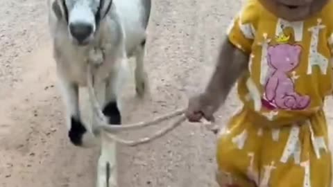 Little monkey becomes friend of goat and plays with it.😲🐒😲