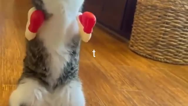 Cat hen funny animals prank videos