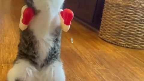 Cat hen funny animals prank videos