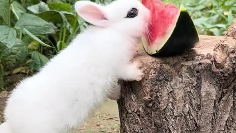 rabbits eat watermelons like this!