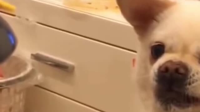 Funny Dog trying to eat with assistance of robot😂