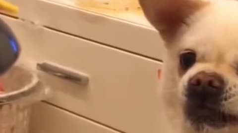 Funny Dog trying to eat with assistance of robot😂