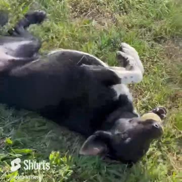 Some Dogs Have All the Luck