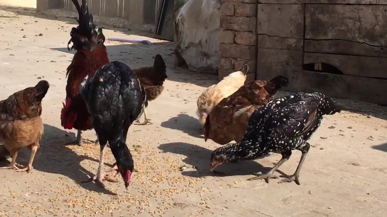 Hen in pak hen voice voice of hen red hen golden misri hen