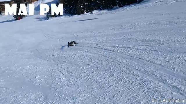 NEW!! - FUNNY ANIMAL COMPILATION 2021
