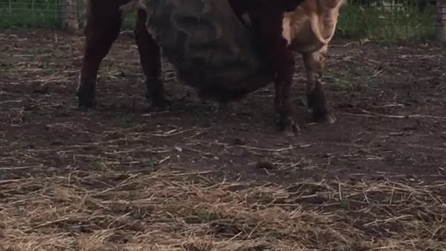 Show Bull Stuck In A Tire
