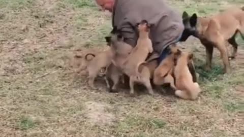 Minions attack