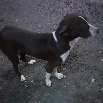 Dancing is its passion