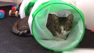 Snuggle Bug Hides in Cat Tunnel