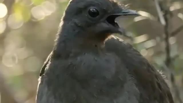 Screaming wild bird