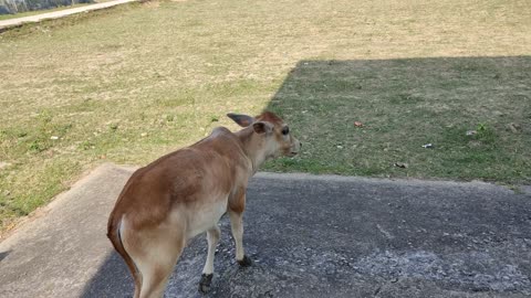 How cute the cow calf is!You can't ignore it's cuteness.