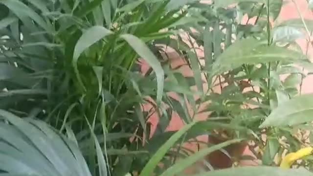 Lucky Bamboo should be pruned