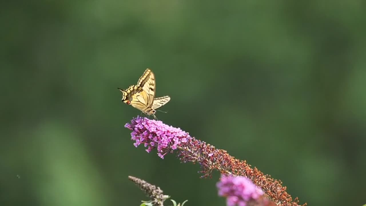 Butterfly dovetail insect