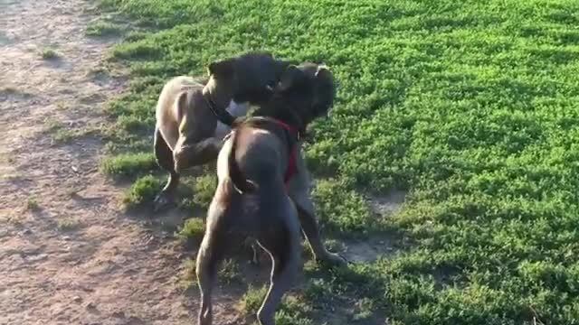 Couple of Dogy Playing Together