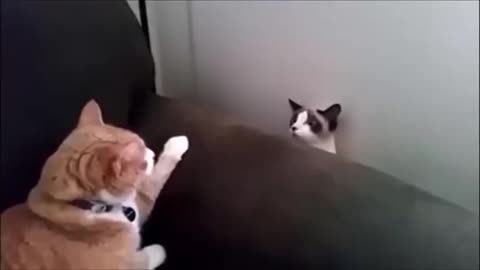 Funny cats video