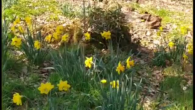 Daffodils