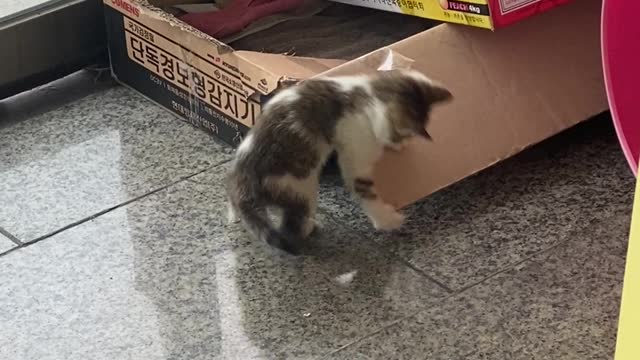 상자가지고 노는 아깽이 아기고양이 귀엽다
