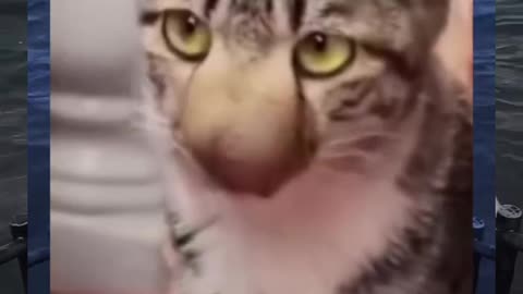 Bee stang cat nose 😂