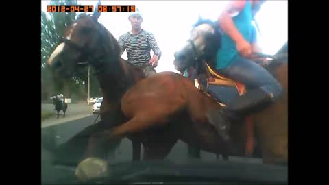 Horses get too Close for Comfort