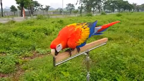 Amazing parrot in the world