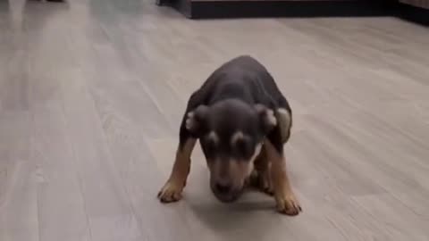 Funny Dancing Dog