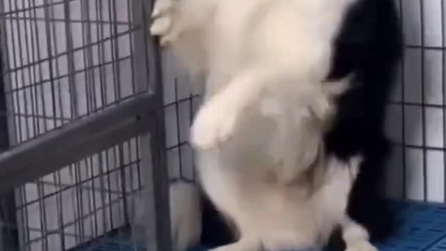 Amazing cute dogs πΆπ