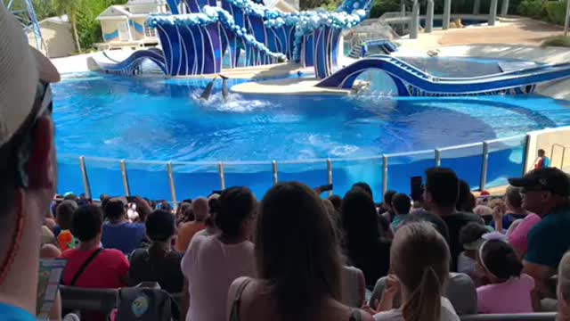 Sea World Orlando Dolphin Show Opening