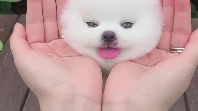 Lovely Baby dog enjoying with human