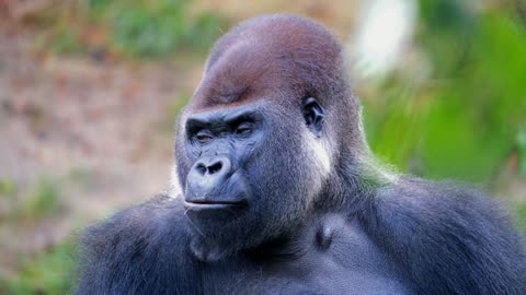 Gorilla