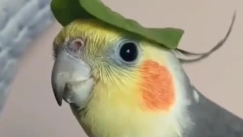 Cute parrot singing song. Amazing clip.