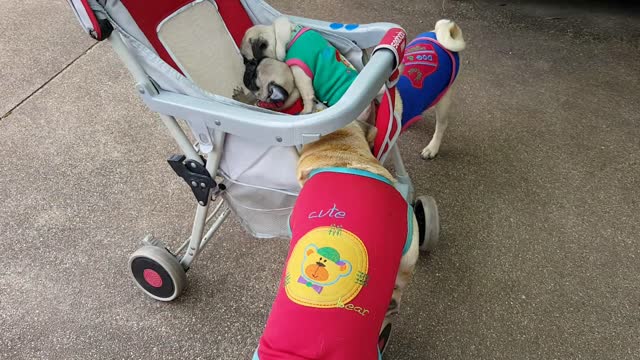 Pugs Play in Pram