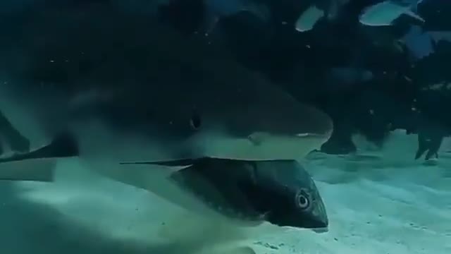 The shark is eating