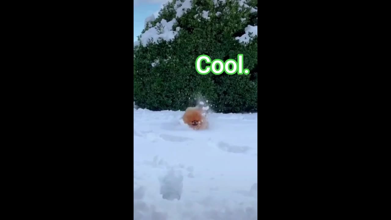 Adorable Dog Enjoying a Snow Day