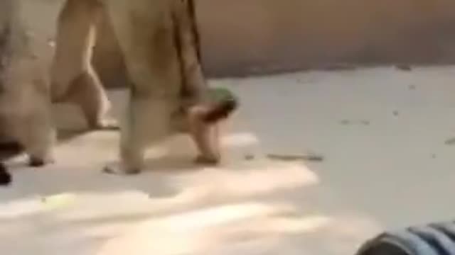 2.cute...🤣🤣🤣 from tiktok @cottonandoat #shorts