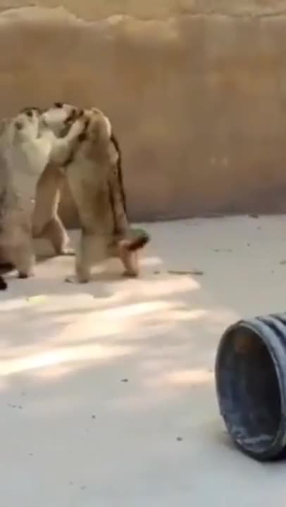 2.cute...🤣🤣🤣 from tiktok @cottonandoat #shorts