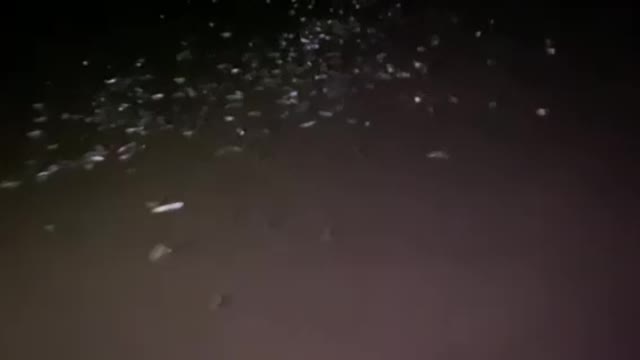 Grunion run on the beach in Santa Barbara