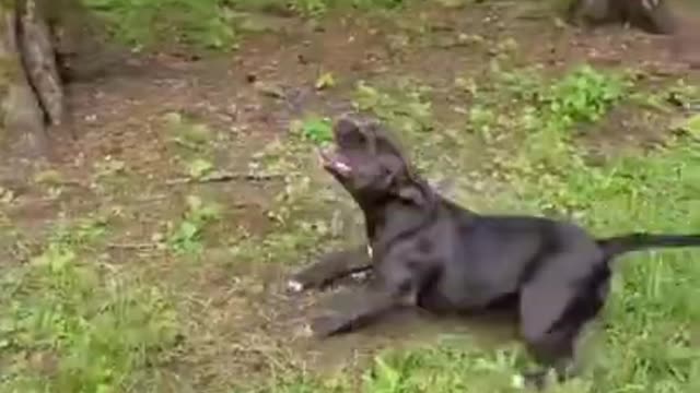 CUTE AND FUNNY ANIMALS