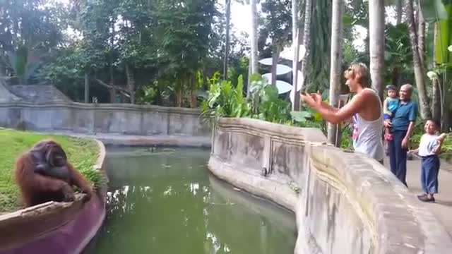 Clever Orangutan Makes a Fair Trade With Human