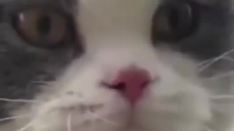 This Cat Can Talk! (please Check the Description) please remember to leave a like thankyou. #shorts