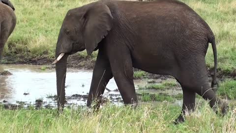 Footage of an elephant