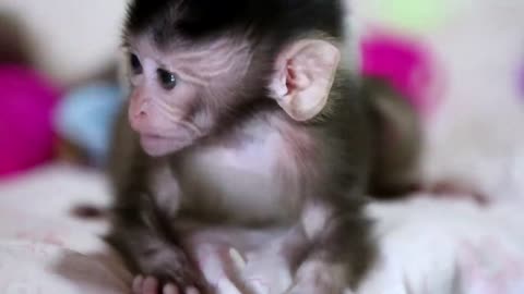 Baby monkey 🐒 eating food ! Very interesting.