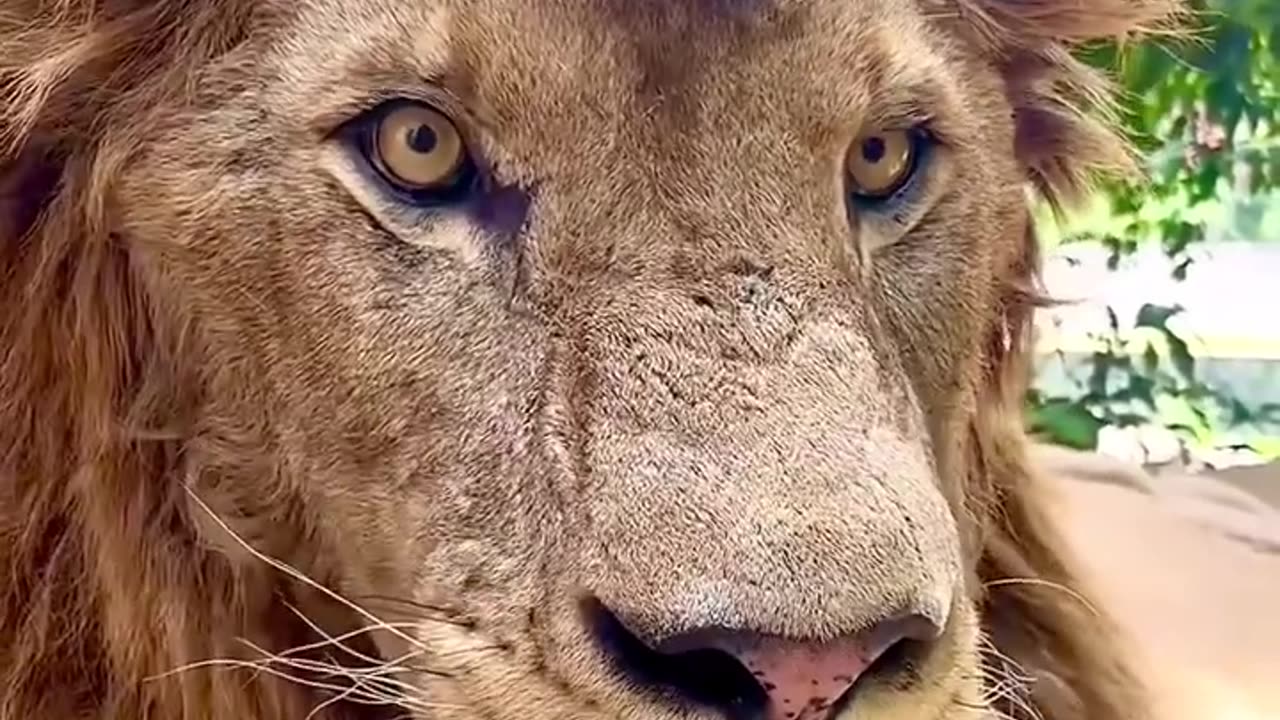 Dangerous African Lion 😱😮 | animals video | #tigers #lion #dogs #viral