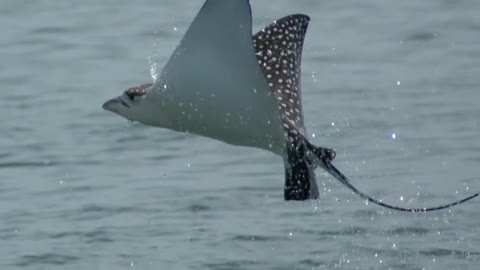 Flying Spotted Eagle Rays and Scientific Research