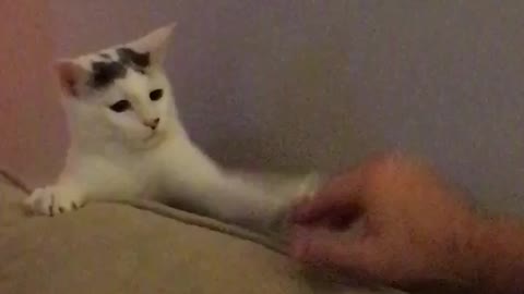 White cat trying to play with hand on couch