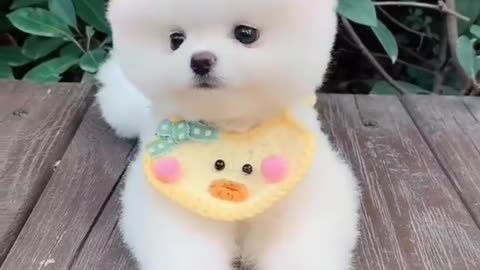 💖cute puppy 🐶 😍 💖