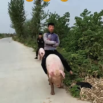 PIG BOY N